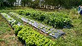 Horta