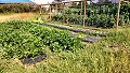 Horta