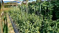 Horta