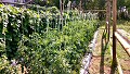 Horta